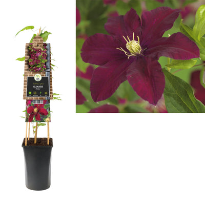 Klimplant Clematis Niobe (Bosrank)