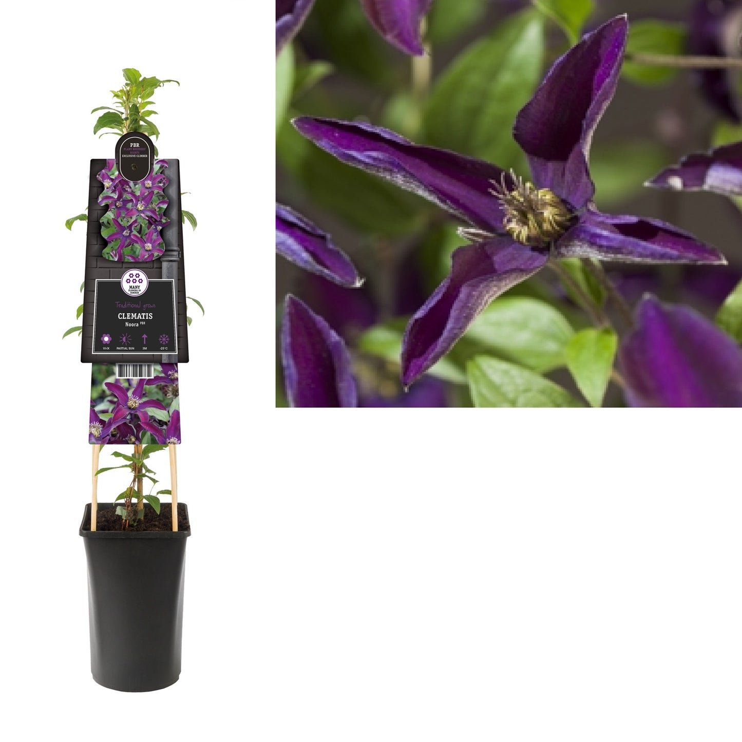 Klimplant Clematis Noora PBR (Bosrank) - Klimplanten