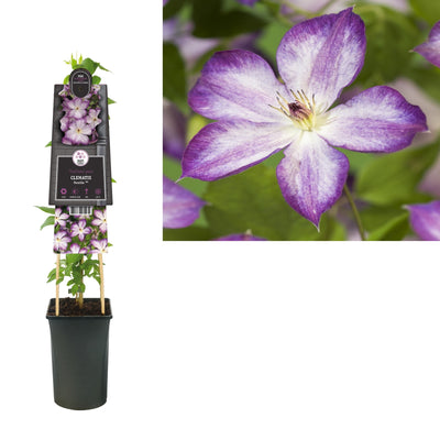 Klimplant Clematis Pernille PBR (Bosrank)