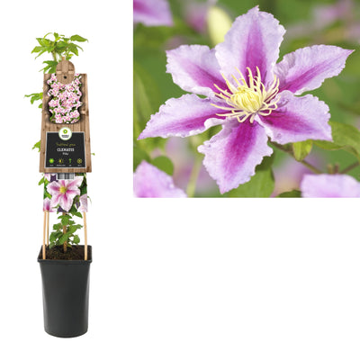 Klimplant Clematis Piilu (Bosrank)