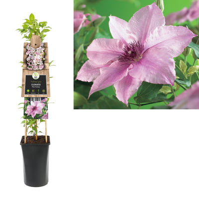 Klimplant Clematis Pink Fantasy (Bosrank)