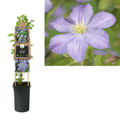 Klimplant Clematis Prince Charles (Bosrank)