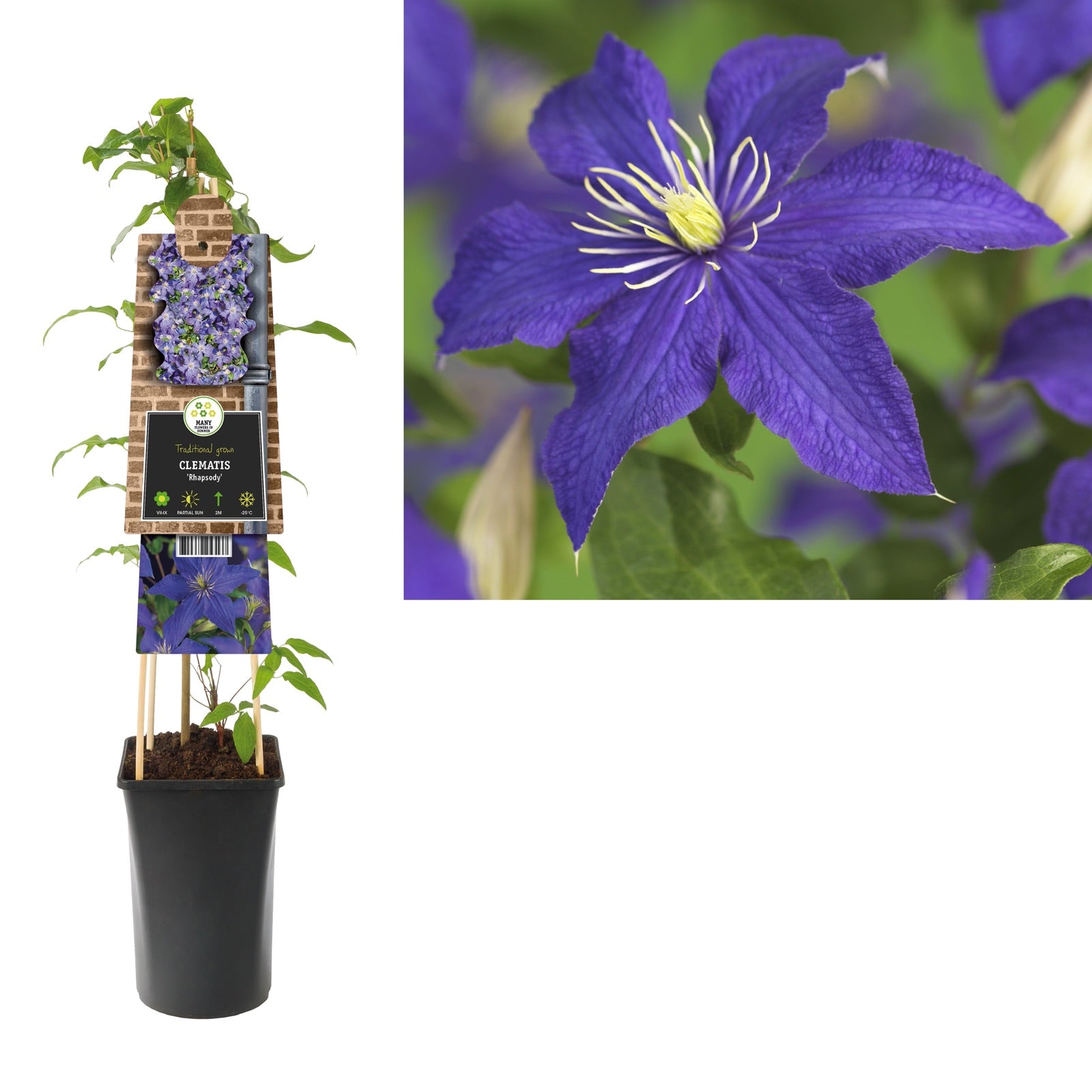 Klimplant Clematis Rhapsody (Bosrank) - Klimplanten