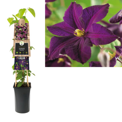 Klimplant Clematis Romantika (Bosrank)