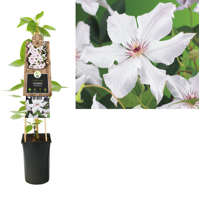 Klimplant Clematis Snow Queen (Bosrank)