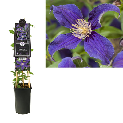 Klimplant Clematis So Many® Blue Flowers PBR (Bosrank)