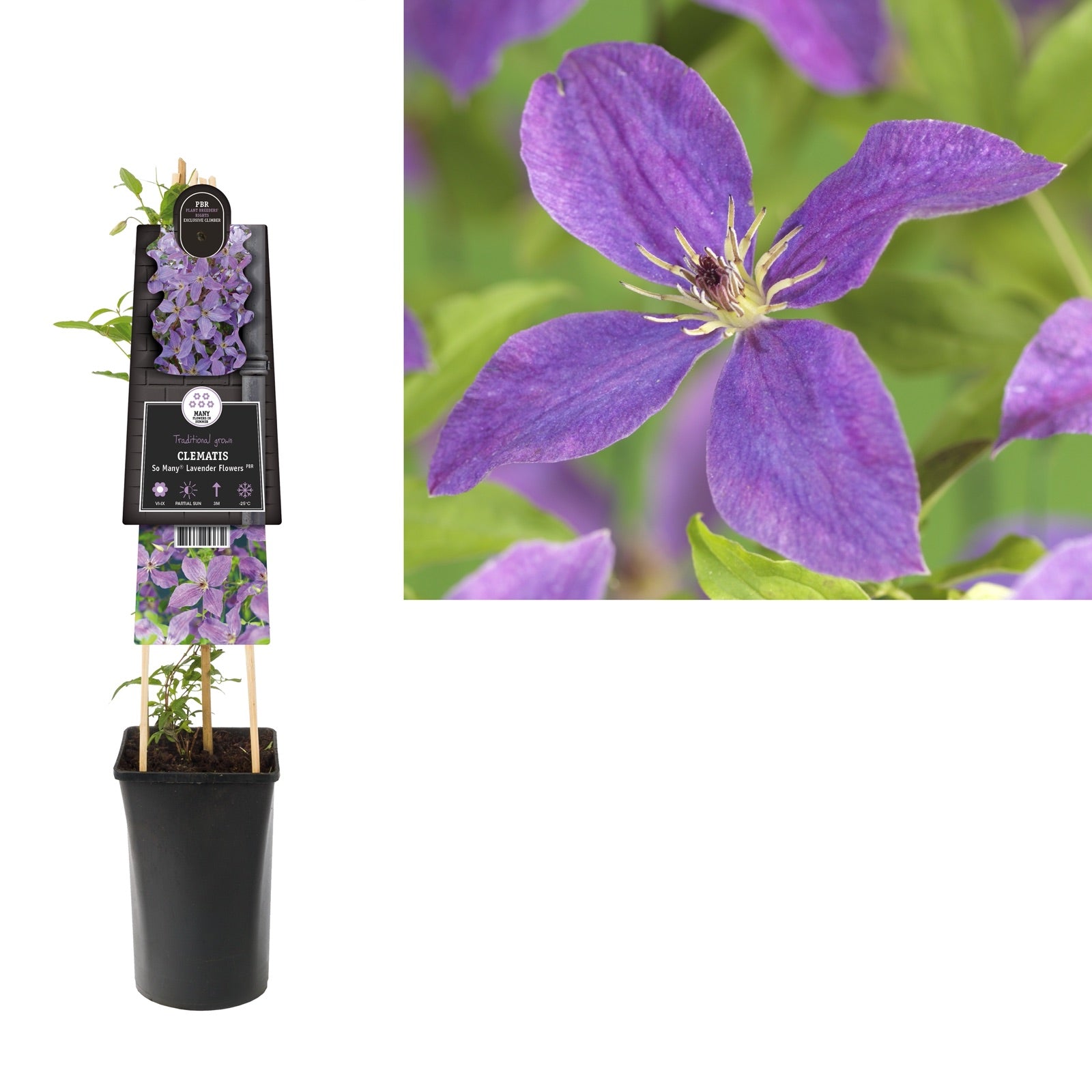 Klimplant Clematis So Many® Lavender Flowers PBR (Bosrank) - Klimplanten