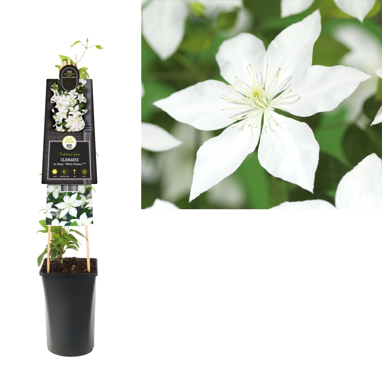 Klimplant Clematis So Many® White Flowers PBR (Bosrank) - Klimplanten