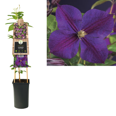 Klimplant Clematis Star of India (Bosrank)