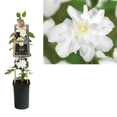 Klimplant Clematis Sylvia Denny (Bosrank)