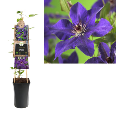 Klimplant Clematis The President (Bosrank)