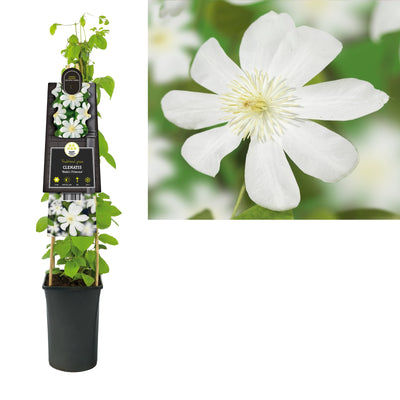 Klimplant Clematis Wada s Primrose (Bosrank)