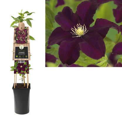 Klimplant Clematis Warszawska Nike (Bosrank) - Klimplanten