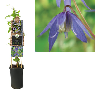 Klimplant Clematis alpina (Bosrank)