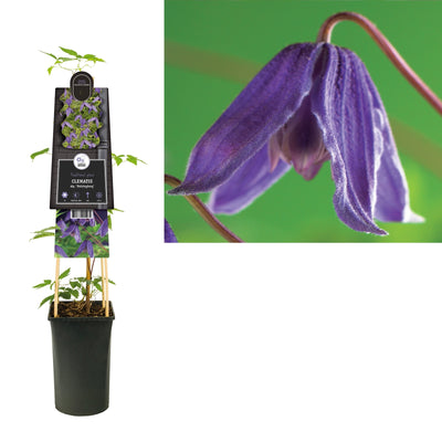 Klimplant Clematis alp. Helsingborg (Bosrank)