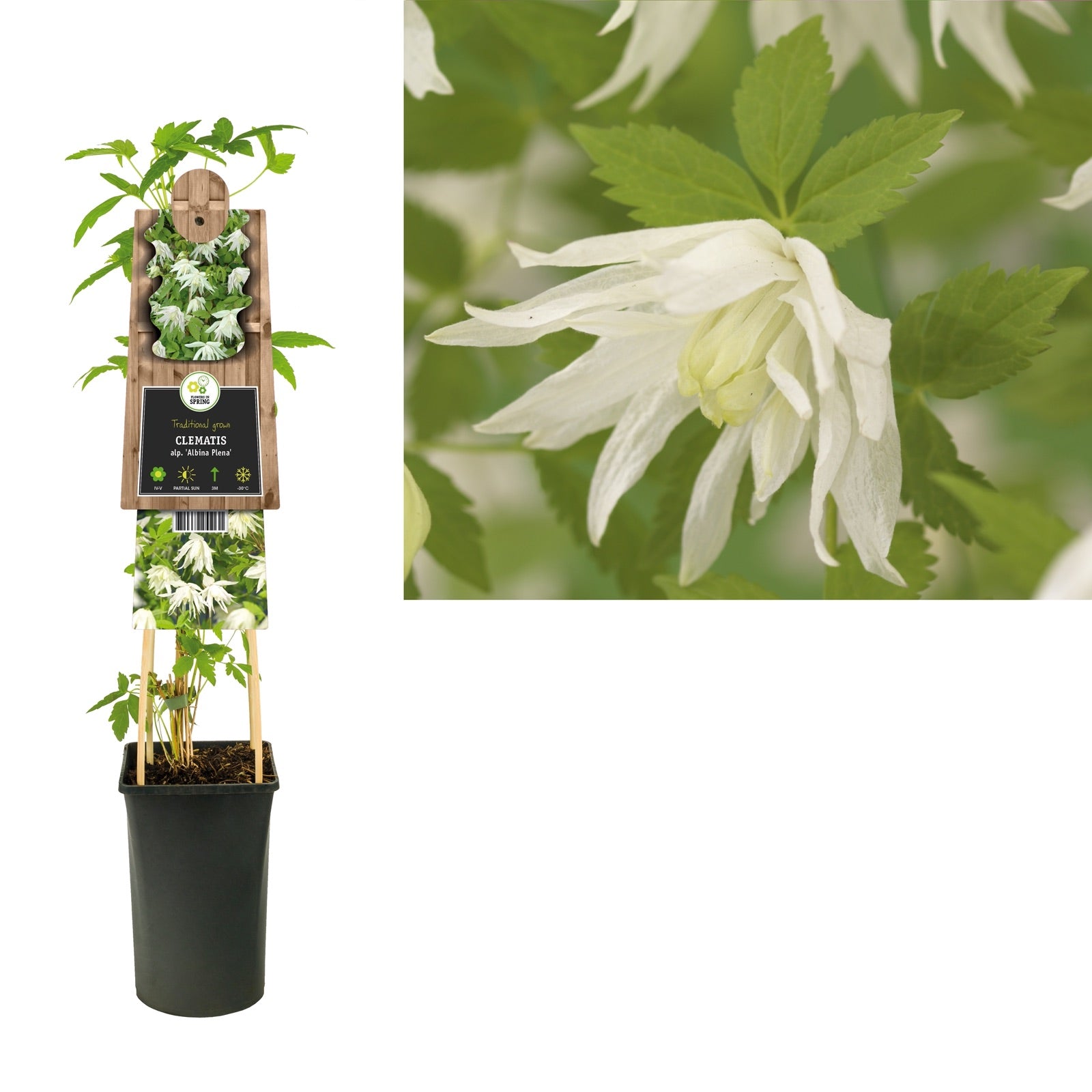 Clematis Montana 'Grandiflora' - Bosrank | Grote Witte Bloemen Clematis Montana 'Grandiflora' - Bosrank | Grote Witte Bloemen