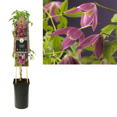 Klimplant Clematis alp. Ruby (Bosrank)