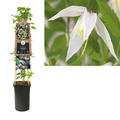 Klimplant Clematis alp. Willy (Bosrank)