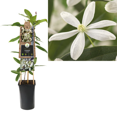 Klimplant Clematis armandii (Bosrank)