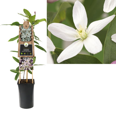 Klimplant Clematis armandii Apple Blossom (Bosrank)