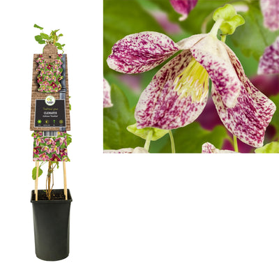 Klimplant Clematis cirrhosa Freckles (Bosrank)