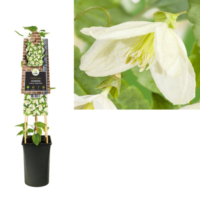 Klimplant Clematis cirrhosa Jingle Bells (Bosrank)