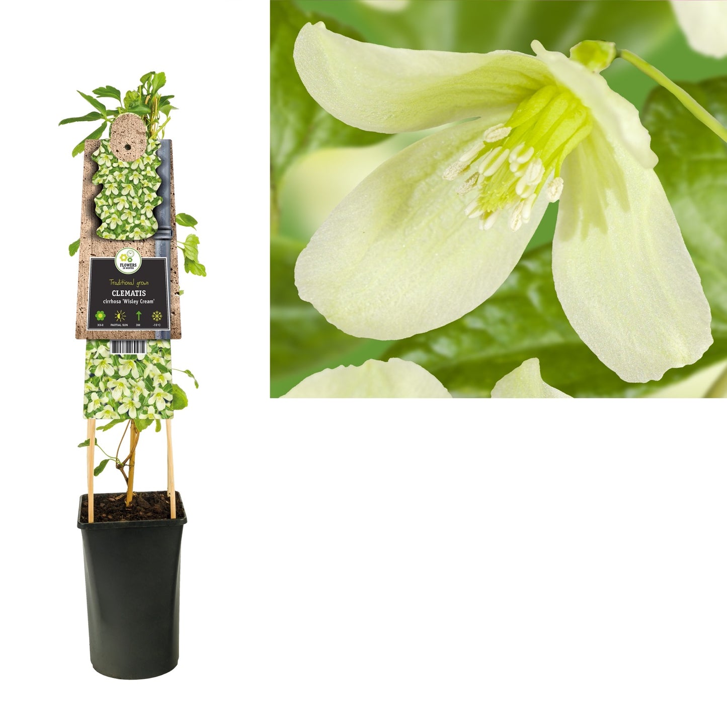 Klimplant Clematis cirrhosa Wisley Cream (Bosrank) - Klimplanten