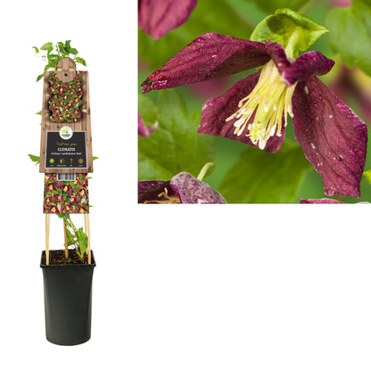 Klimplant Clematis cirrhosa Landsdowne Gem (Bosrank) - Klimplanten
