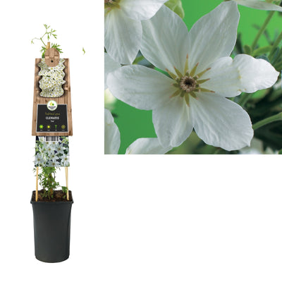 Groenblijvende Klimplant Clematis Joe (Bosrank)