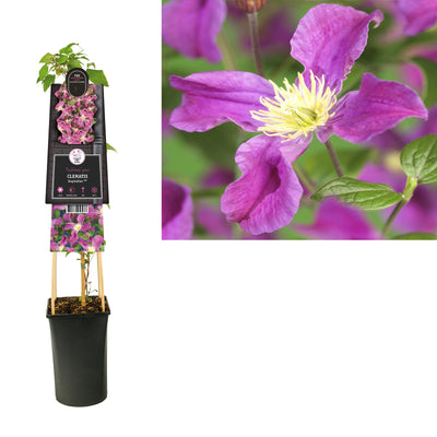 Klimplant Clematis Arabella (Bosrank)