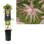 Klimplant Clematis Country Rose PBR (Bosrank)