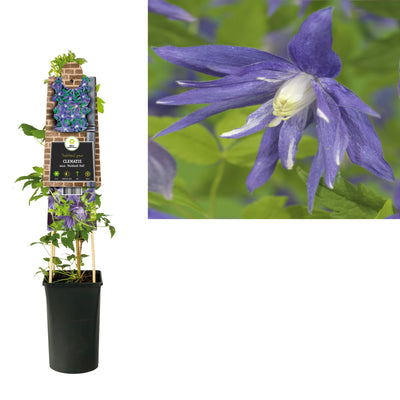 Klimplant Clematis macr. Maidwell Hall (Bosrank)