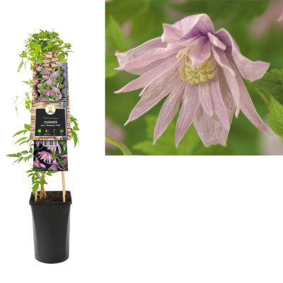 Klimplant Clematis macr. Markham s Pink (Bosrank)