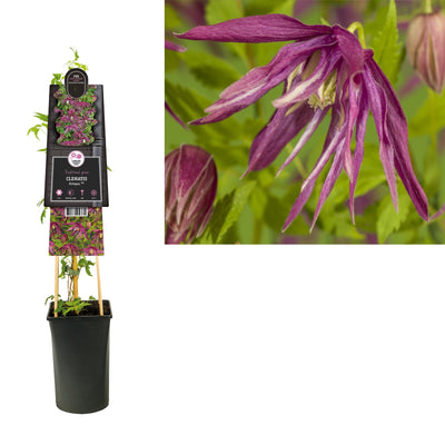 Klimplant Clematis Octopus PBR (Bosrank)