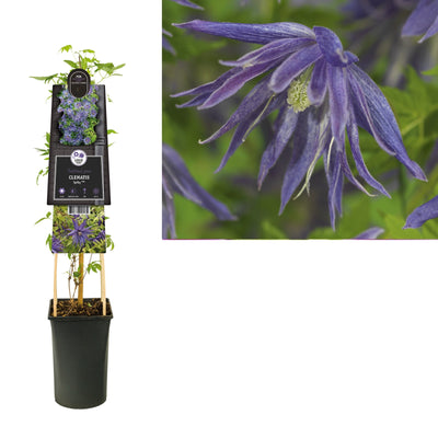 Klimplant Clematis Spiky PBR (Bosrank)