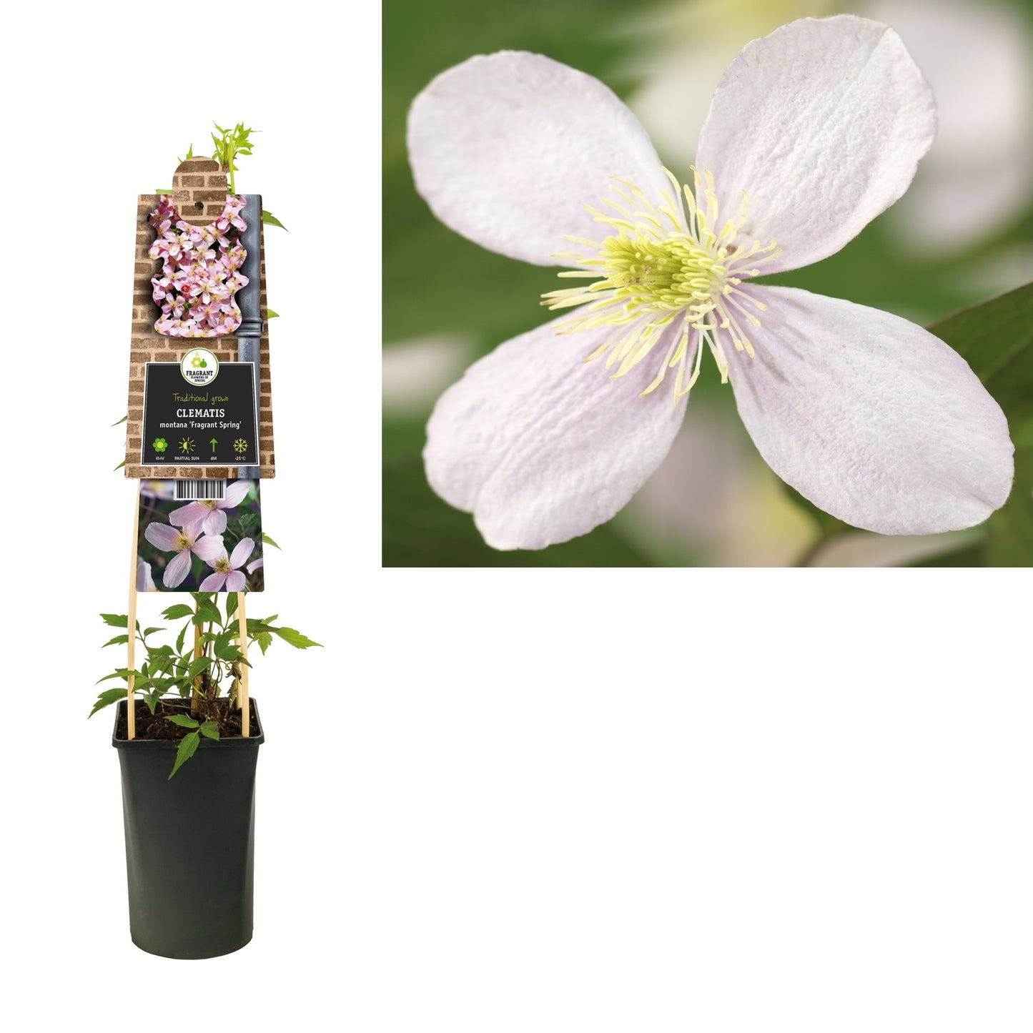 Klimplant Clematis montana Fragrant Spring (Bosrank) - Klimplanten