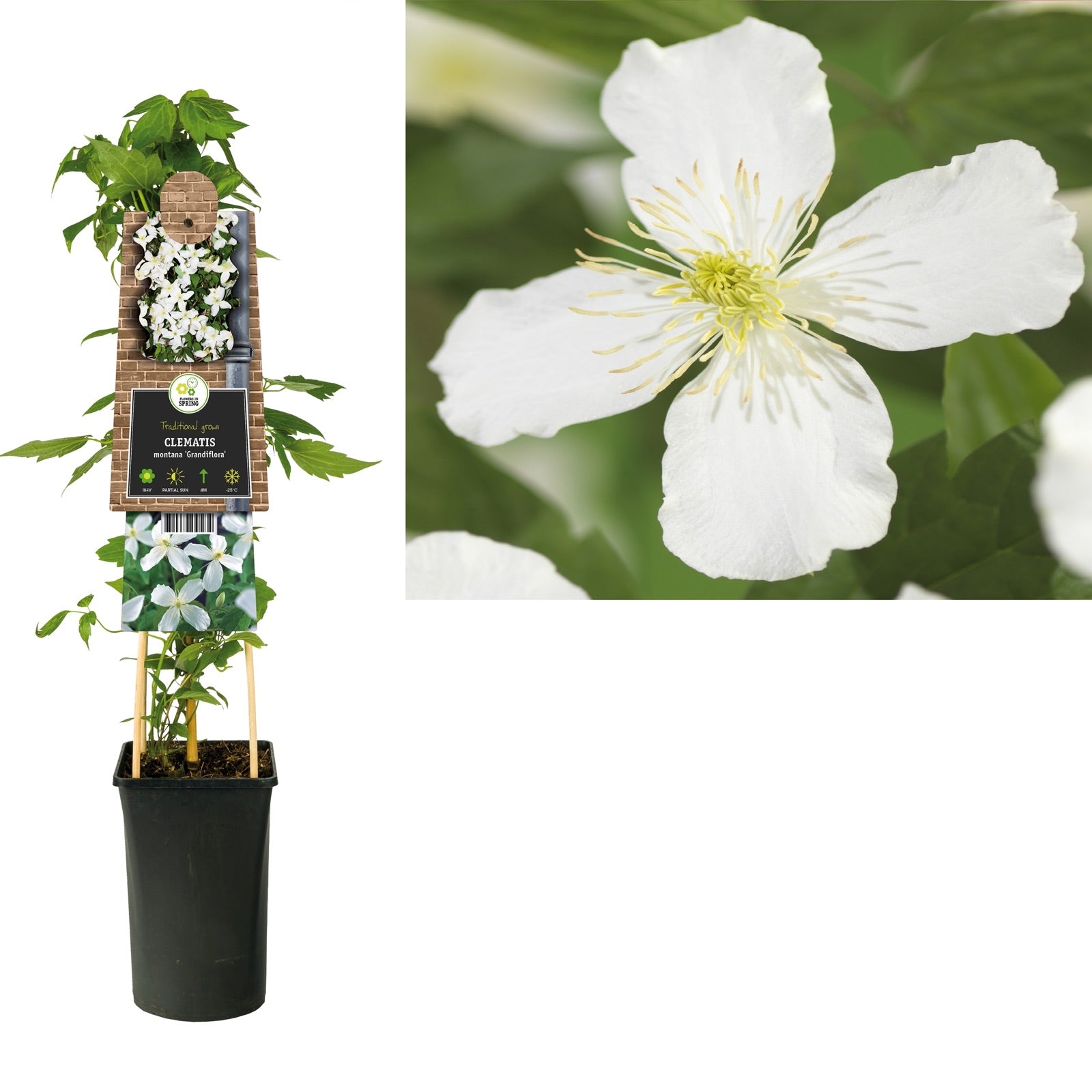 Klimplant Clematis montana Grandiflora (Bosrank) - Klimplanten