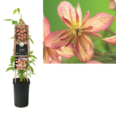 Klimplant Clematis montana Marjorie (Bosrank)