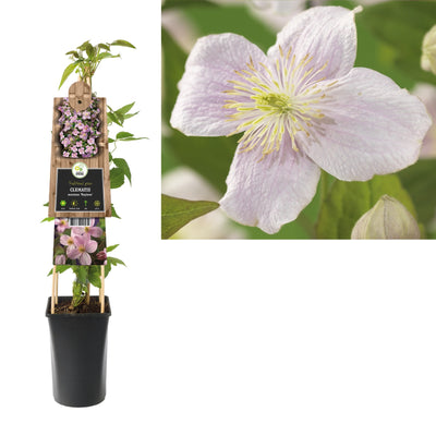 Klimplant Clematis montana Mayleen (Bosrank)