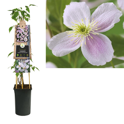 Klimplant Clematis montana Pink Perfection (Bosrank)