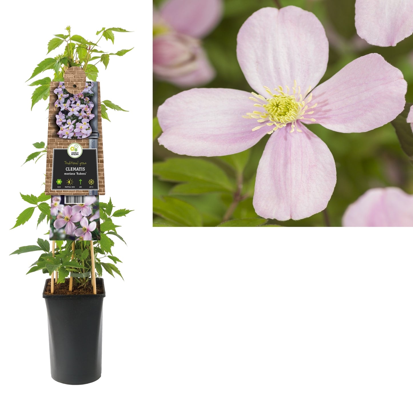 Klimplant Clematis montana Rubens (Bosrank) - Klimplanten