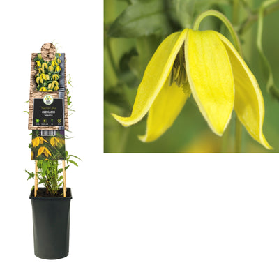 Klimplant Clematis tangutica (Bosrank)