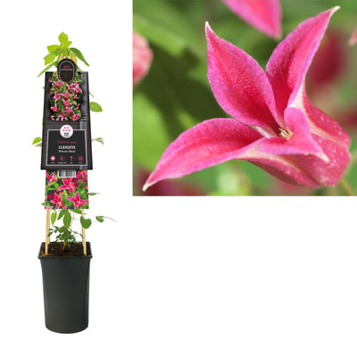 Klimplant Clematis Princess Diana (Bosrank)