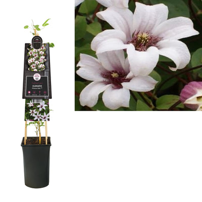 Klimplant Clematis Princess Kate PBR (Bosrank)