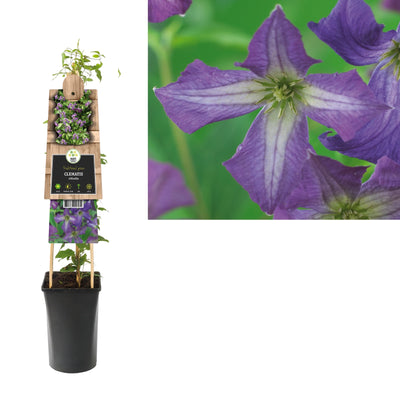 Klimplant Clematis viticella (Bosrank)