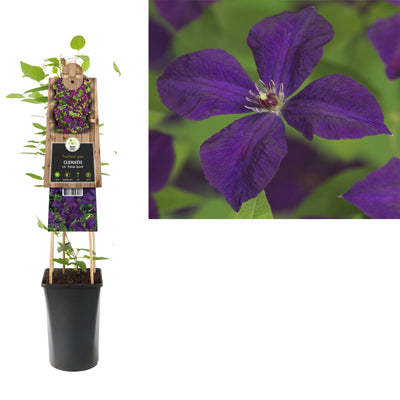 Klimplant Clematis vit. Polish Spirit (Bosrank)