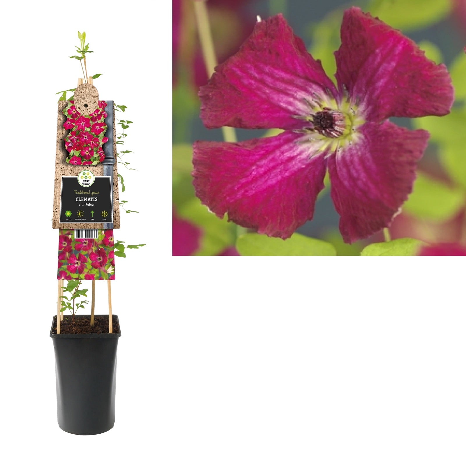 Klimplant Clematis vit. Rubra (Bosrank) - Klimplanten