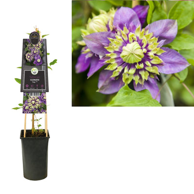 Klimplant Clematis florida Taiga PBR (Bosrank)