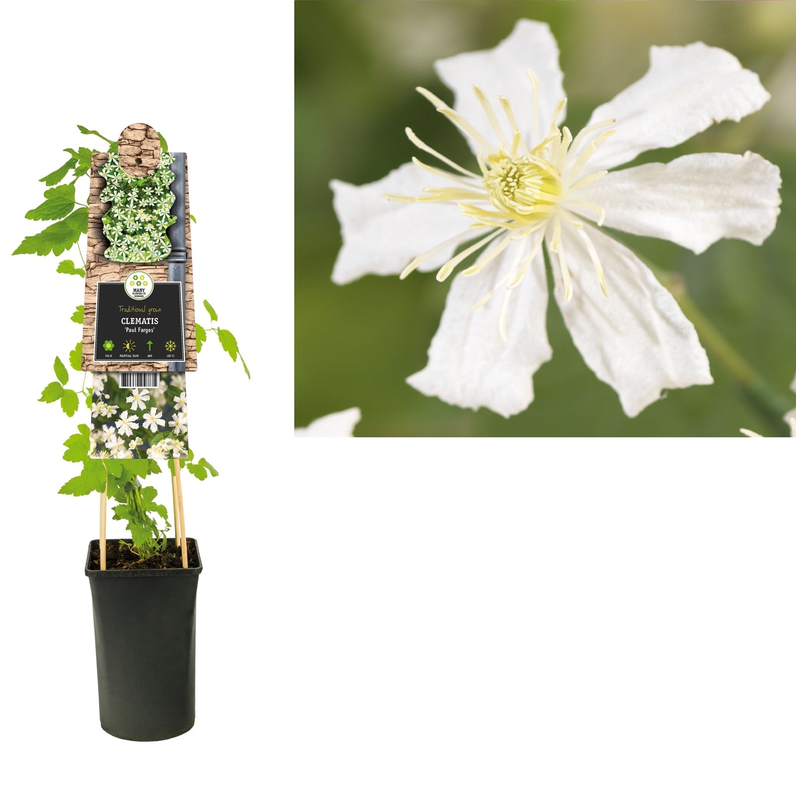 Klimplant Clematis Paul Farges (Bosrank Klimplant Clematis Paul Farges (Bosrank