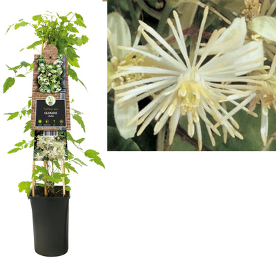 Klimplant Clematis vitalba (Bosrank)